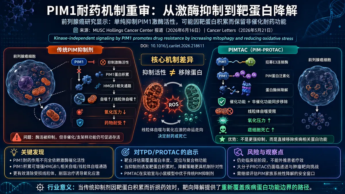 论文速览:PIM1-PROTAC PIMTAC揭示前列腺癌耐药中的激酶非依赖逃逸路径