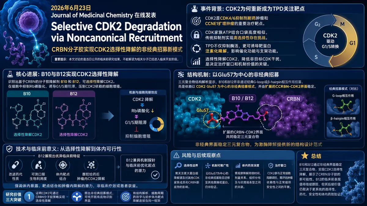 论文速览：非经典招募模式实现选择性CDK2降解，B12展现体内潜力