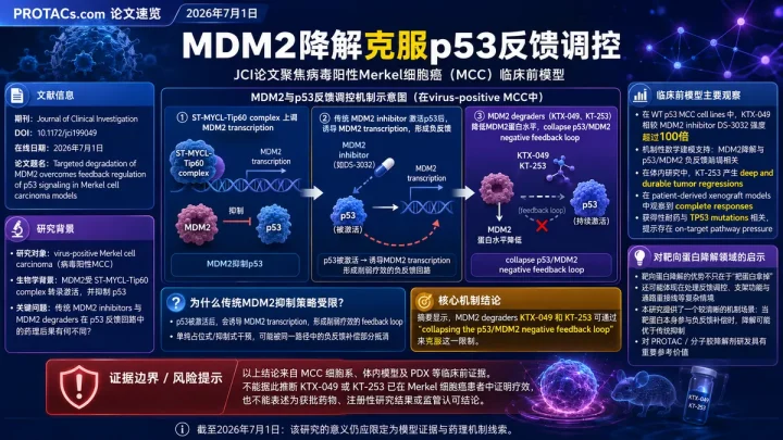 论文速览：JCI论文显示MDM2降解剂在Merkel细胞癌模型中绕过p53反馈