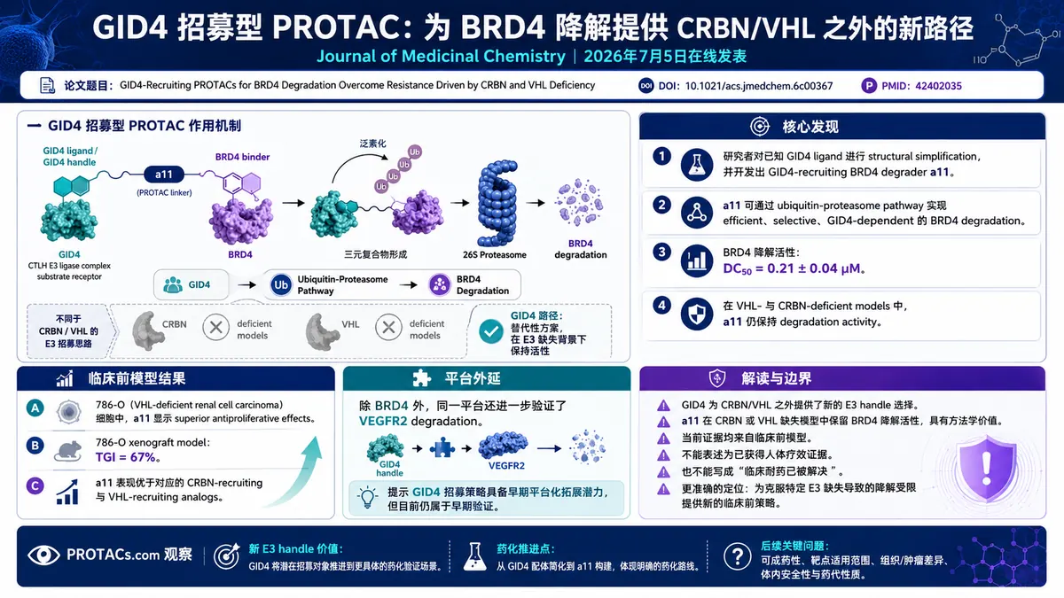 论文速览:GID4招募型BRD4 PROTAC在CRBN/VHL缺失模型中保持降解活性