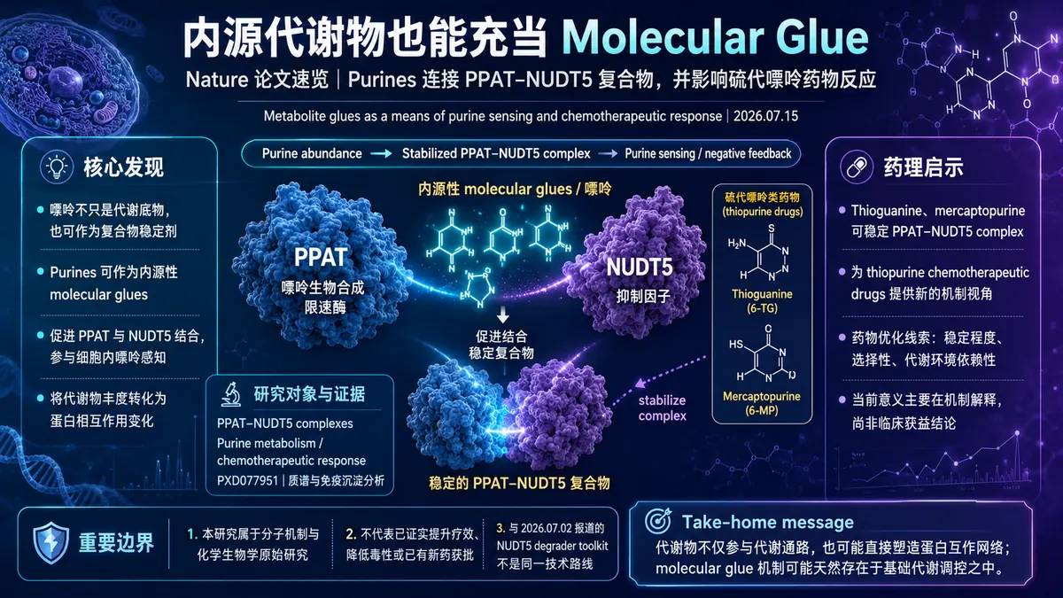 论文速览:Nature 报道 purine 代谢物可充当内源性 molecular glue,并影响硫代嘌呤化疗反应