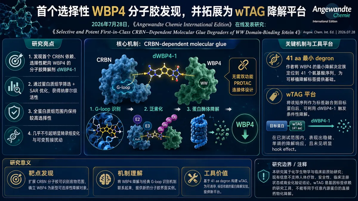 论文速览：CRBN 依赖分子胶 dWBP4-1 靶向 WBP4，并提出可诱导降解平台 wTAG