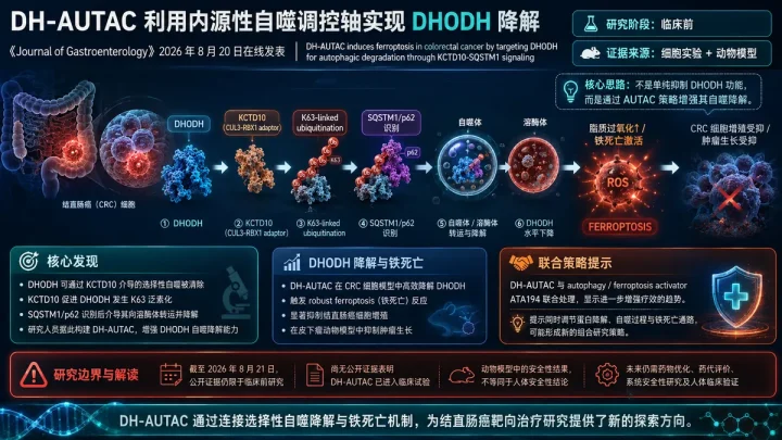 论文速览：DH-AUTAC 靶向降解 DHODH，在结直肠癌中触发铁死亡并抑制肿瘤生长