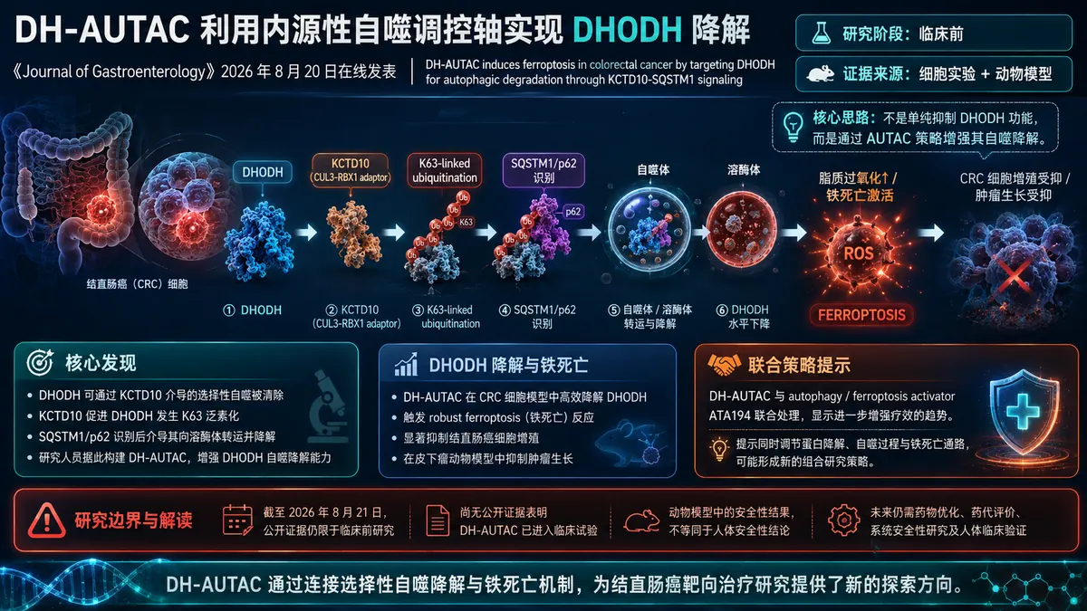 论文速览：DH-AUTAC 靶向降解 DHODH，在结直肠癌中触发铁死亡并抑制肿瘤生长
