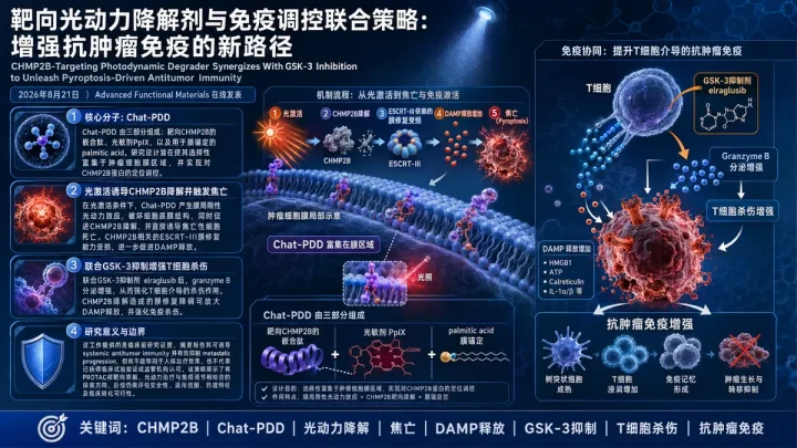 论文速览：CHMP2B 靶向光动力降解剂联合 GSK-3 抑制，放大焦亡驱动的抗肿瘤免疫