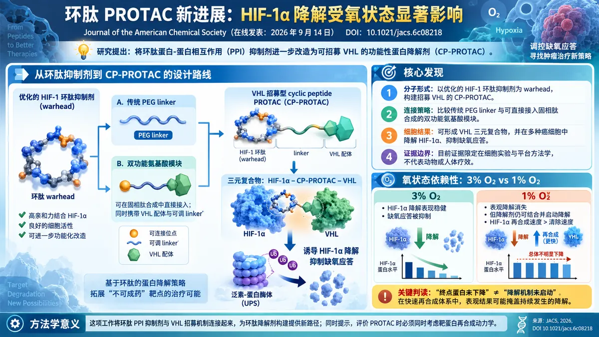 论文速览:环肽 PROTAC 在缺氧中恢复 VHL 介导的 HIF-1α 降解