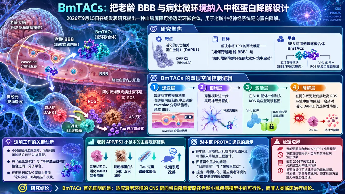 论文速览:BmTAC 宏环嵌合体跨越老龄血脑屏障并条件性降解 DAPK1