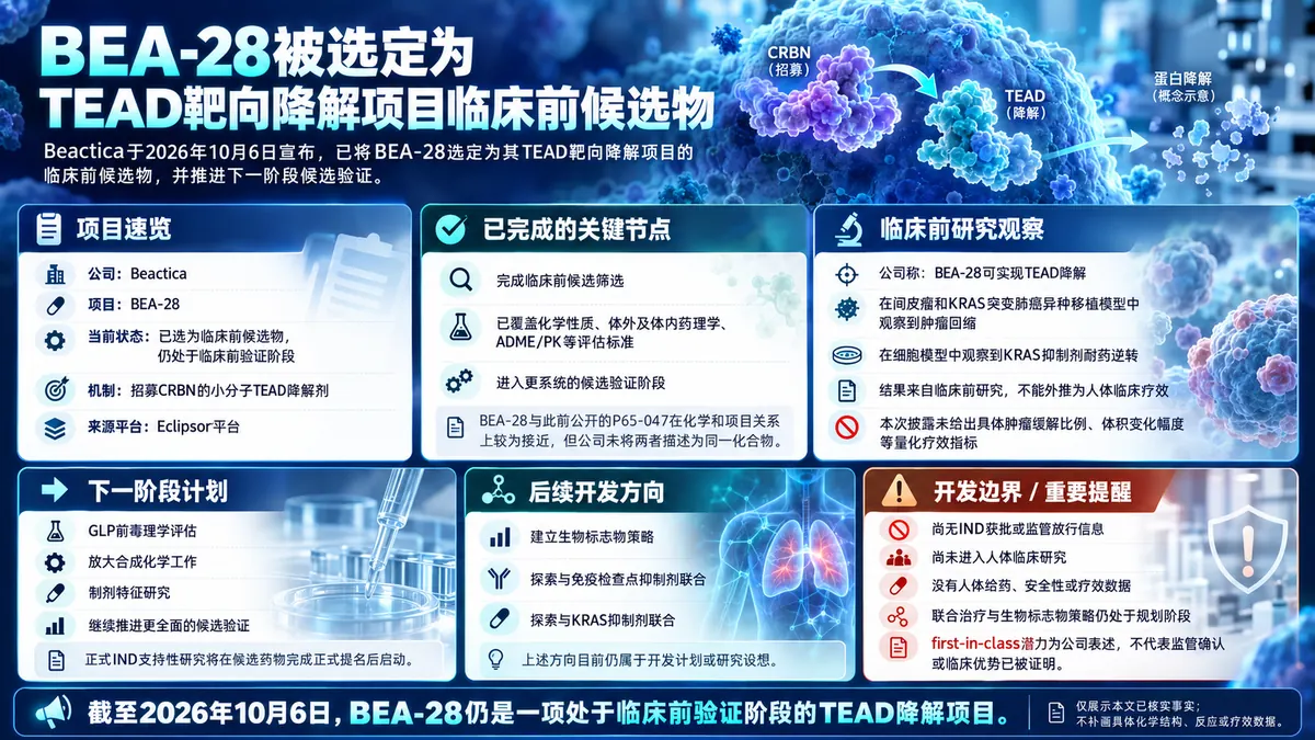 公司新闻:Beactica选定TEAD降解剂BEA-28,推进临床前候选验证