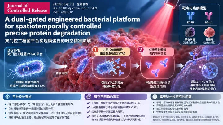 论文速览：双门控工程菌平台分离LYTAC释放与激活，在肿瘤模型中降解EGFR和PD-L1