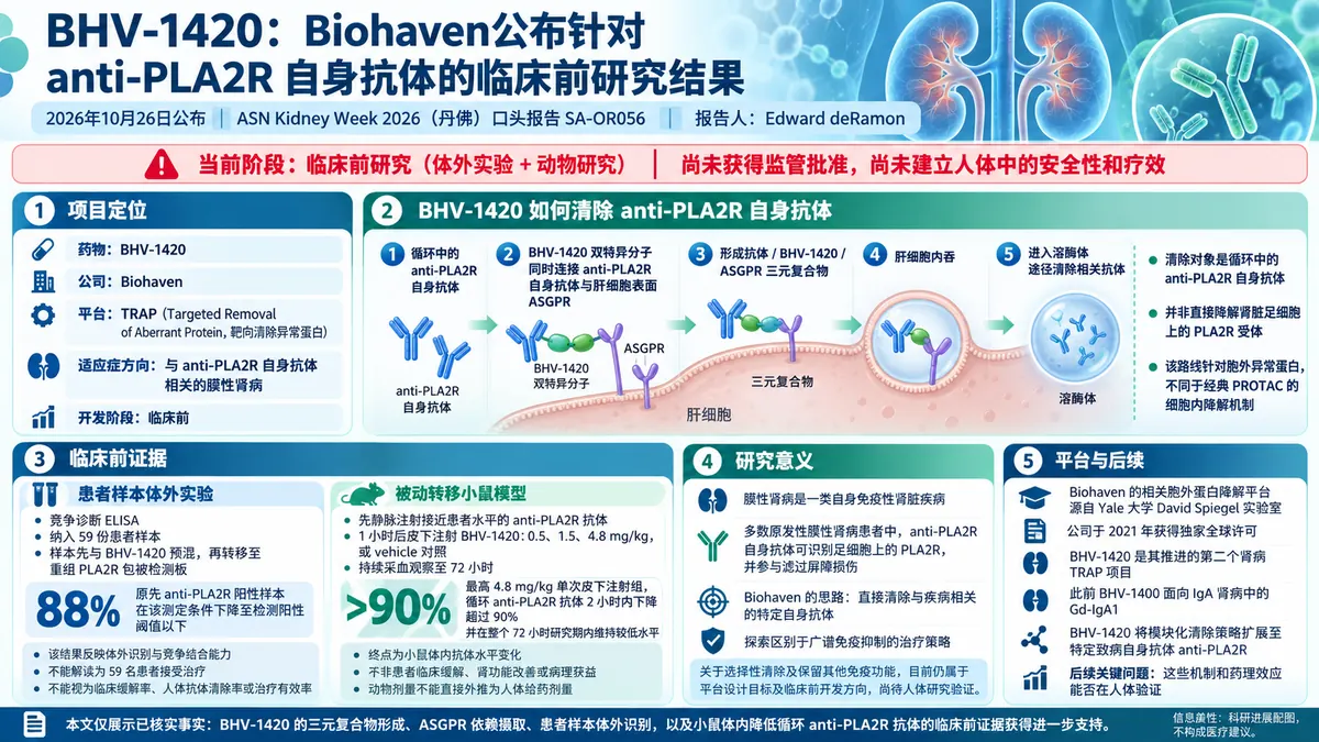 公司新闻：Biohaven公布BHV-1420临床前数据，TRAP降解剂靶向清除膜性肾病自身抗体